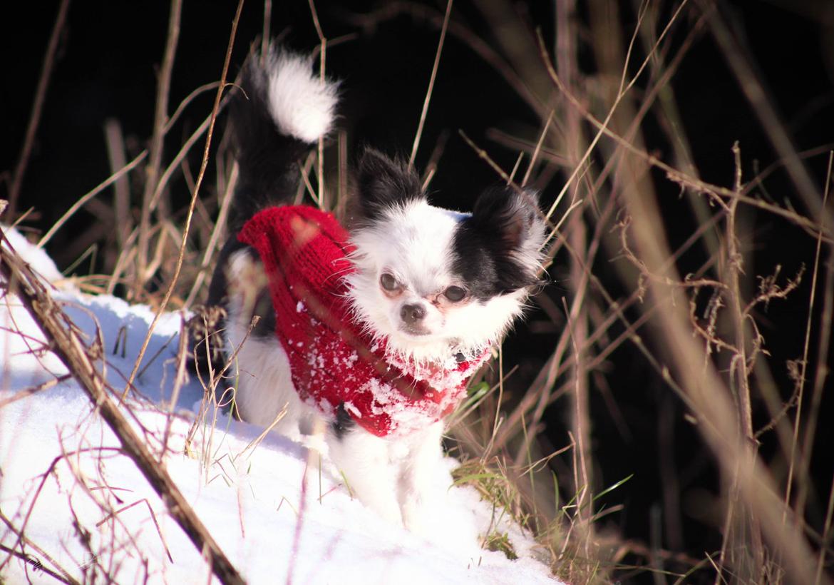 Chihuahua Amy (MooMoo) billede 6