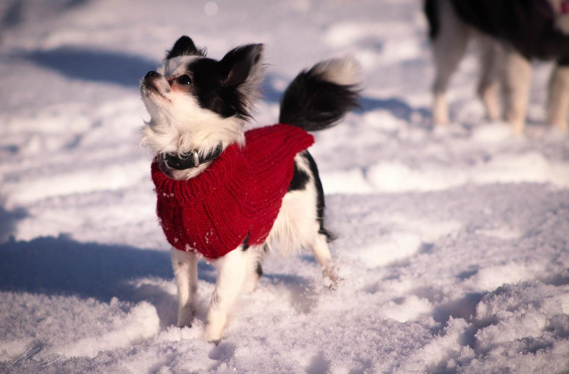 Chihuahua Amy (MooMoo) billede 4