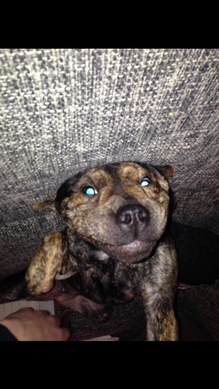 Blanding af racer Honey billede 12