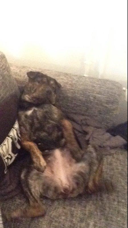 Blanding af racer Honey billede 13