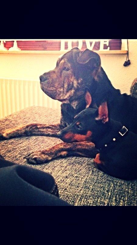 Blanding af racer Honey billede 9