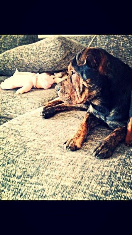 Blanding af racer Honey billede 10