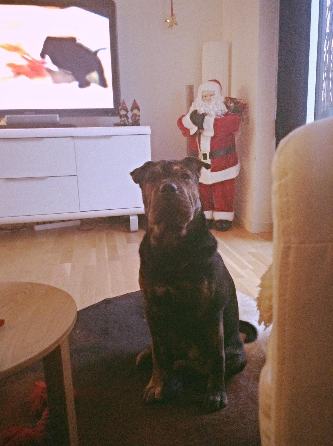 Blanding af racer Honey billede 7