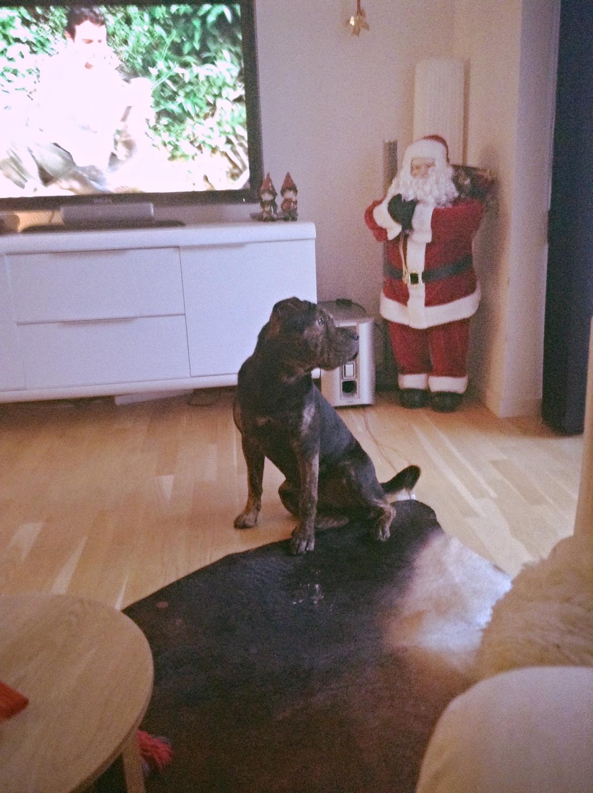 Blanding af racer Honey billede 5