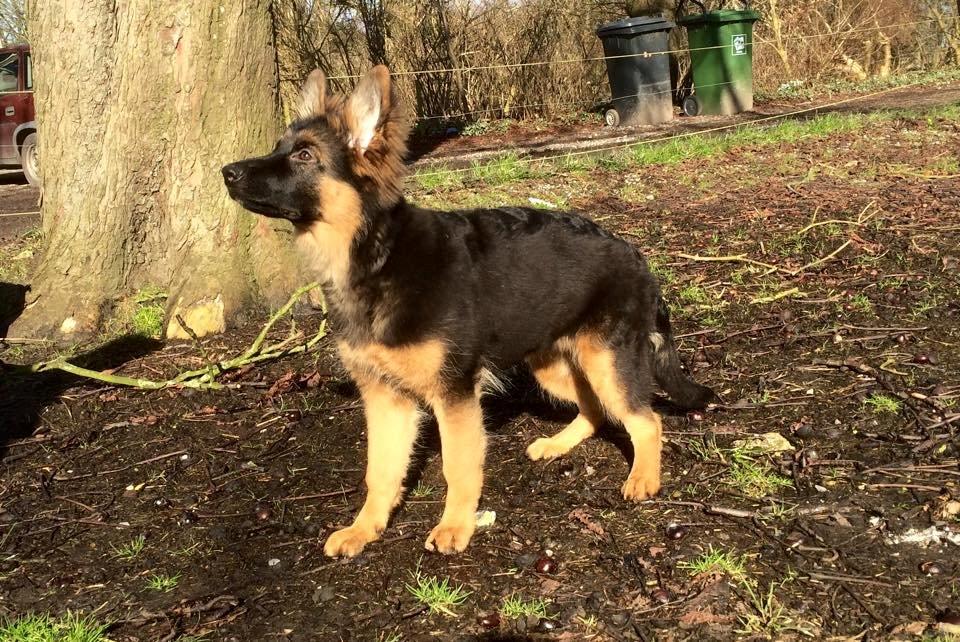 Schæferhund Nikita billede 17