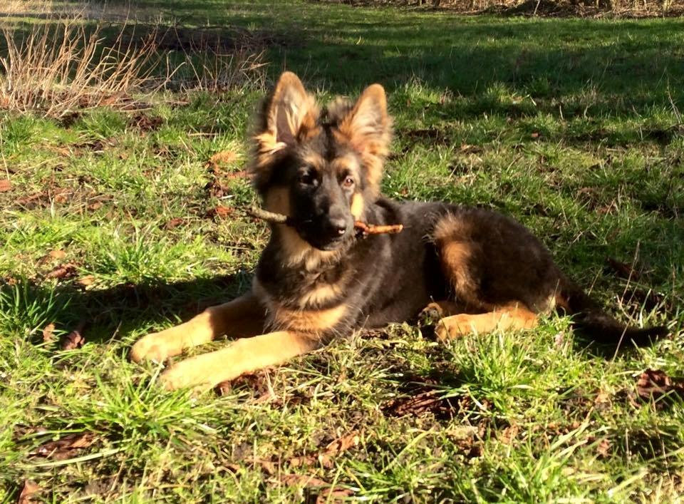 Schæferhund Nikita billede 18