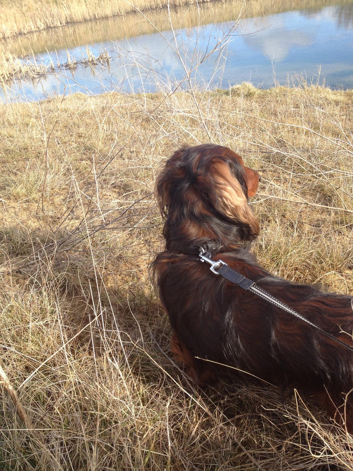 Dværggravhund Charlie billede 11
