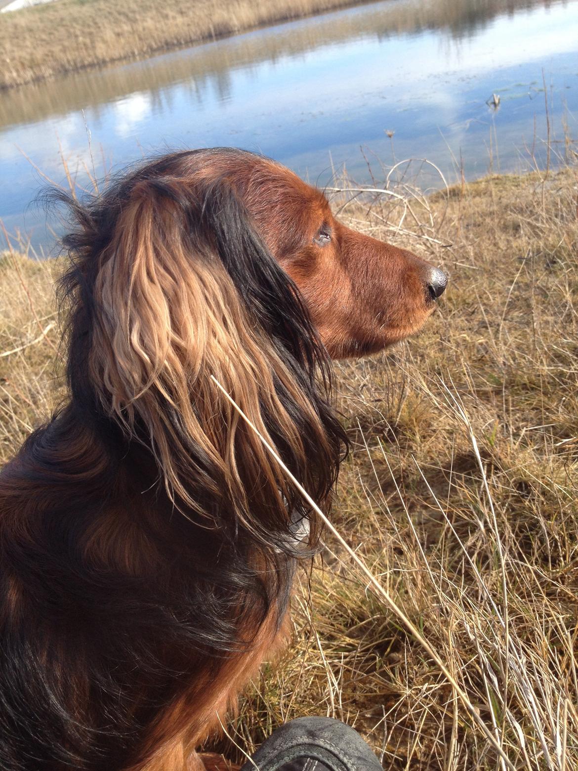 Dværggravhund Charlie billede 12