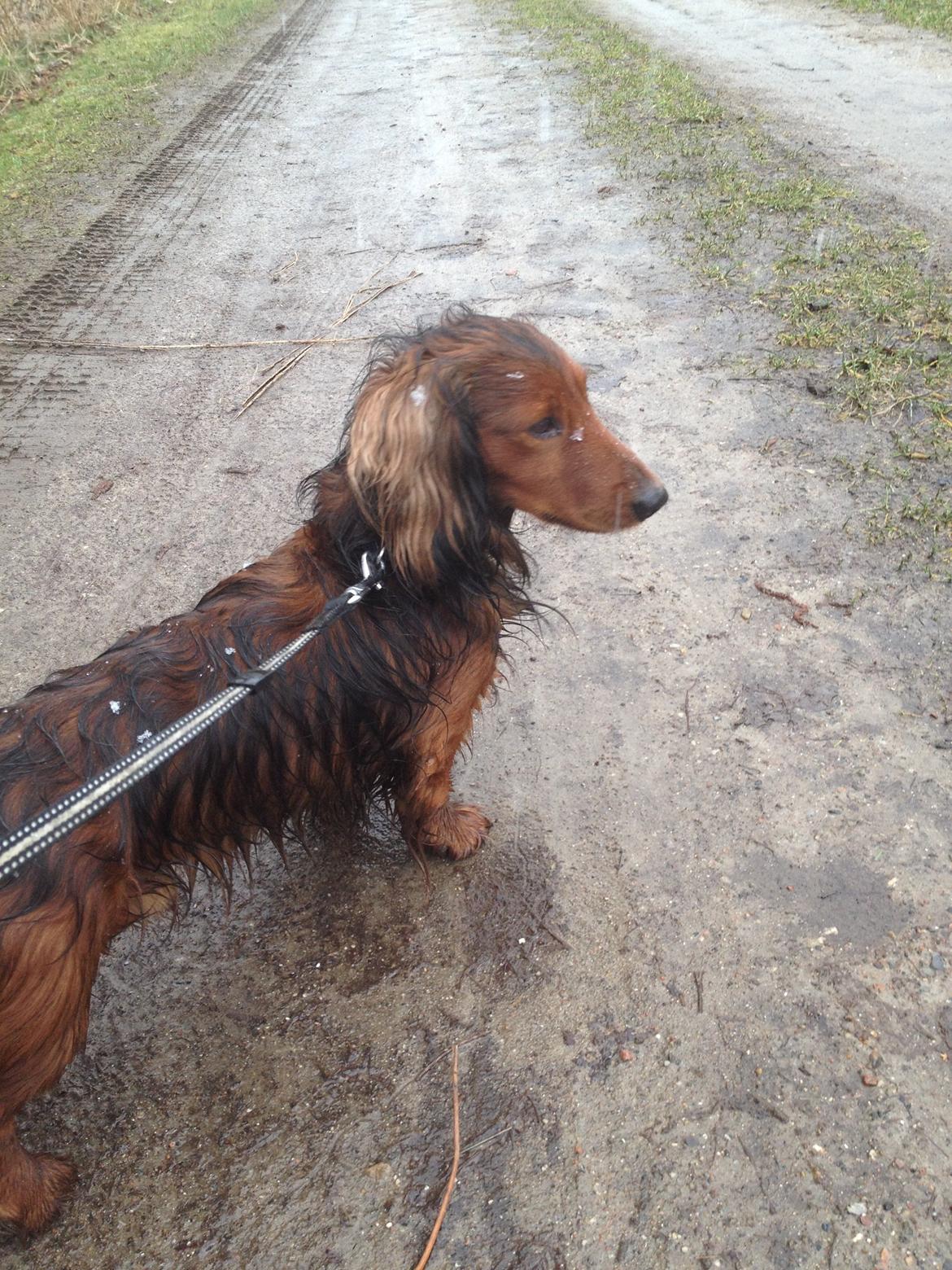 Dværggravhund Charlie billede 10