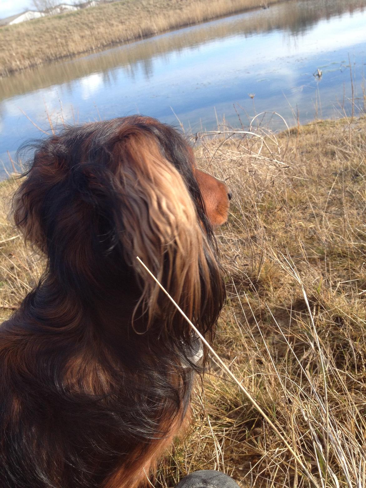 Dværggravhund Charlie billede 13