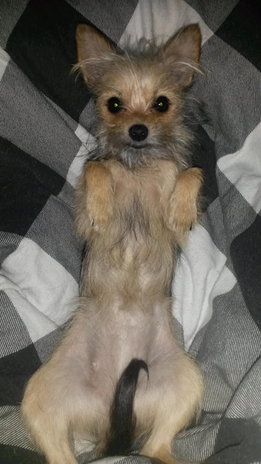 Blanding af racer Casey RIP billede 16