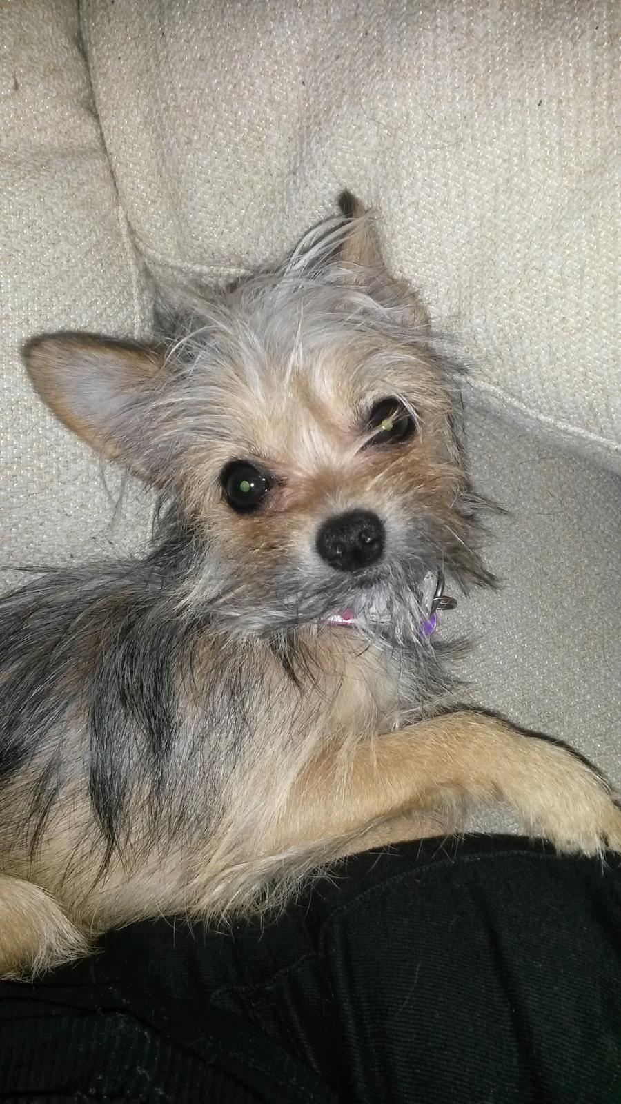 Blanding af racer Casey RIP billede 33