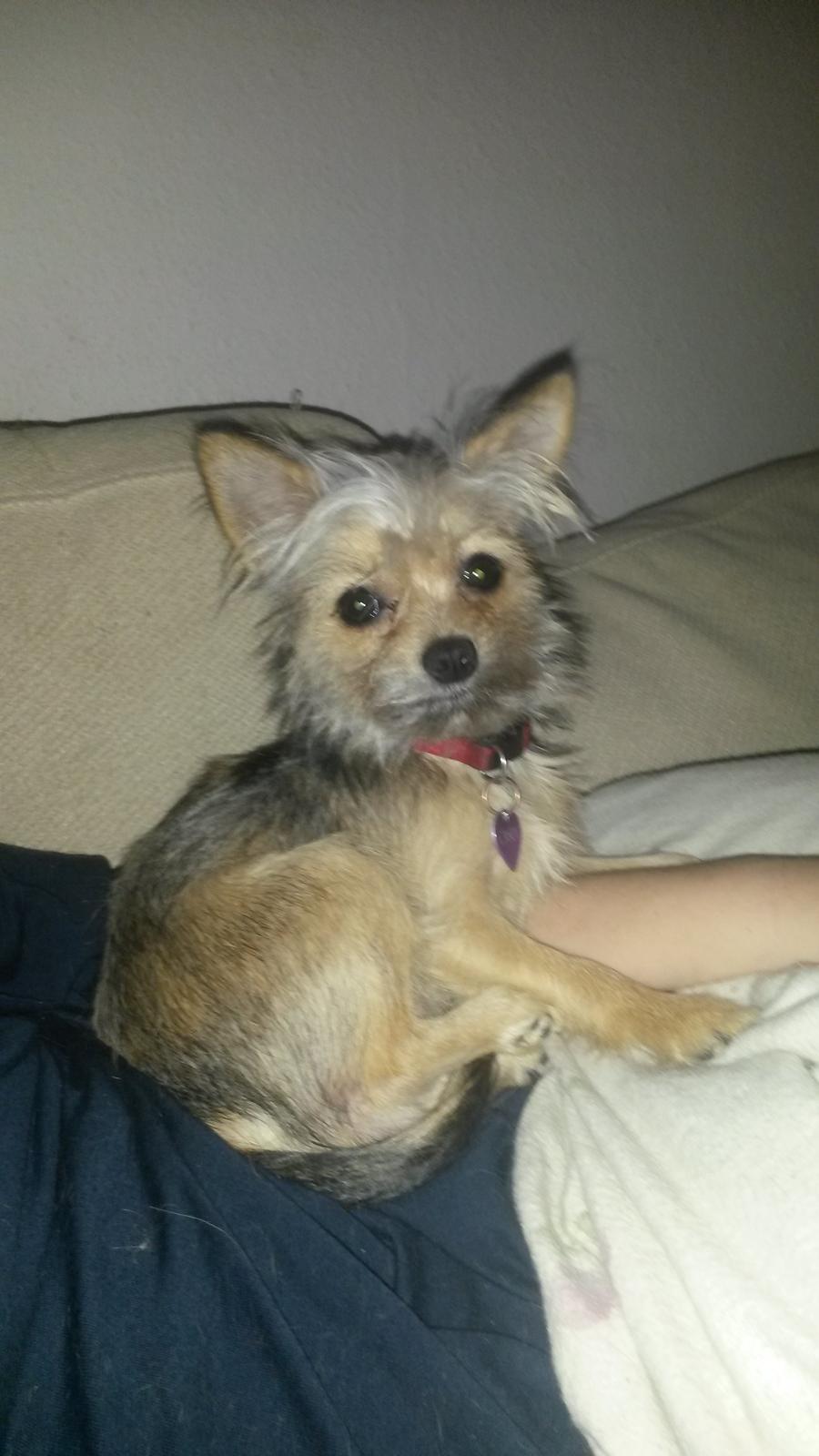 Blanding af racer Casey RIP billede 17