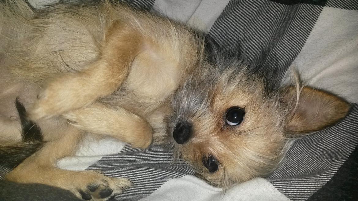 Blanding af racer Casey RIP billede 34