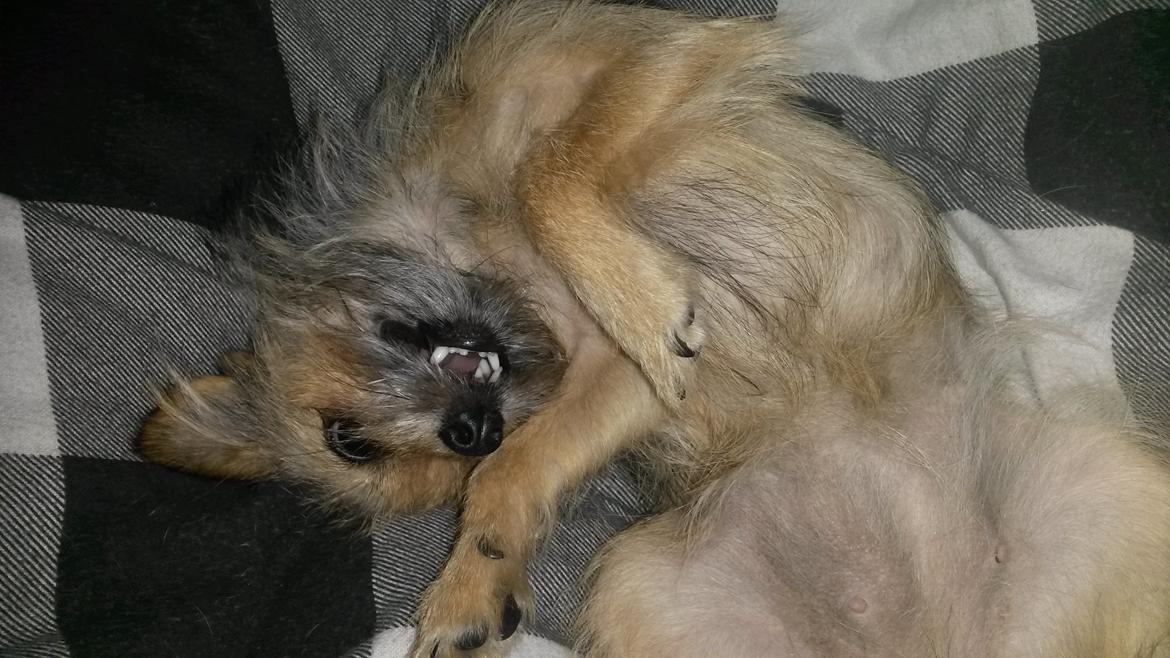 Blanding af racer Casey RIP billede 35