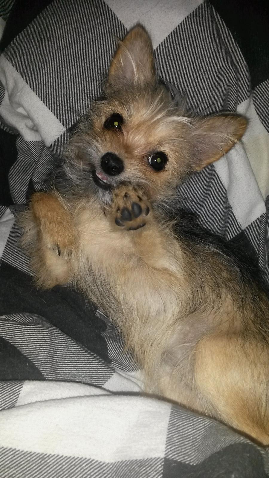 Blanding af racer Casey RIP billede 36