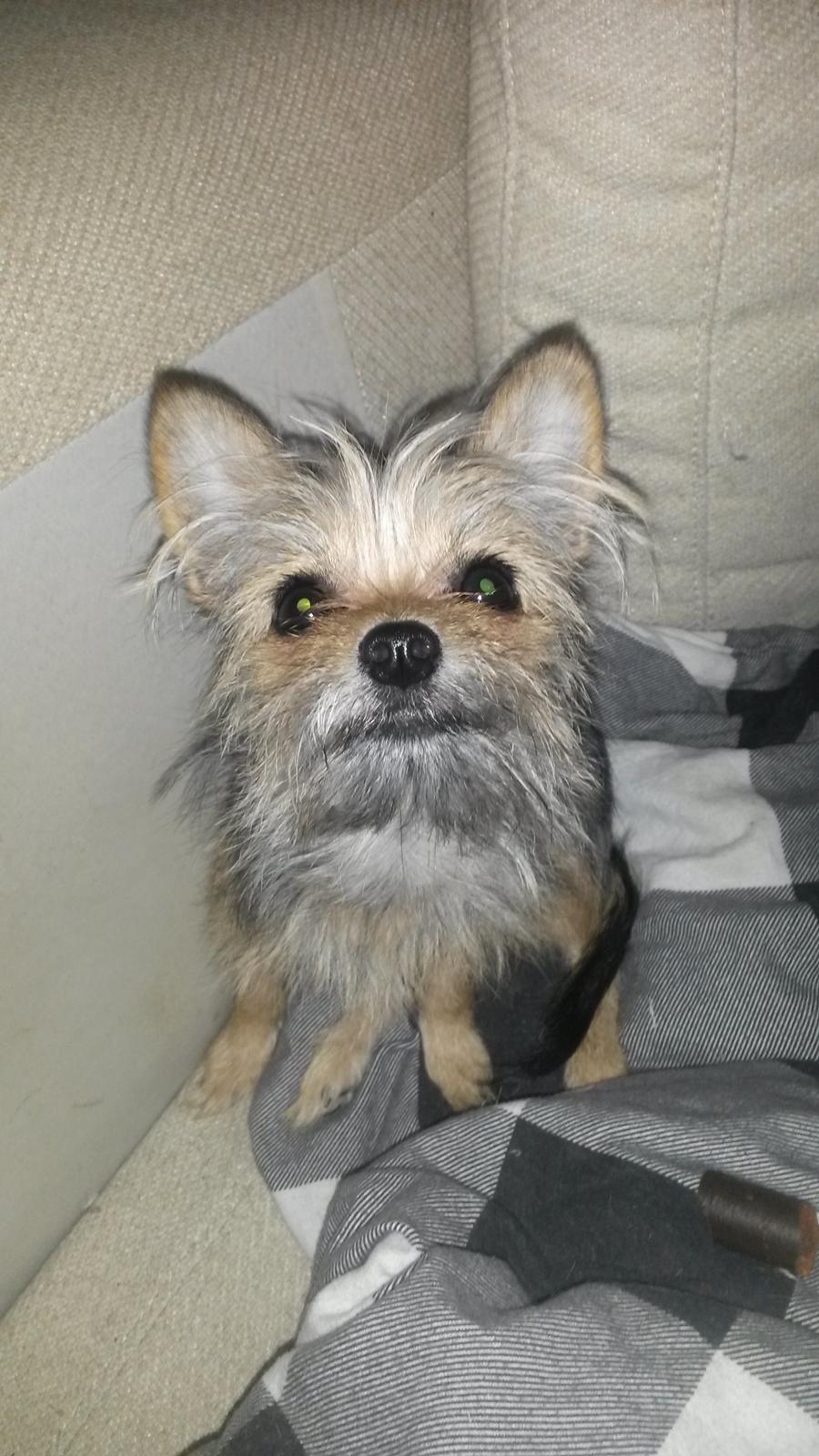 Blanding af racer Casey RIP billede 18