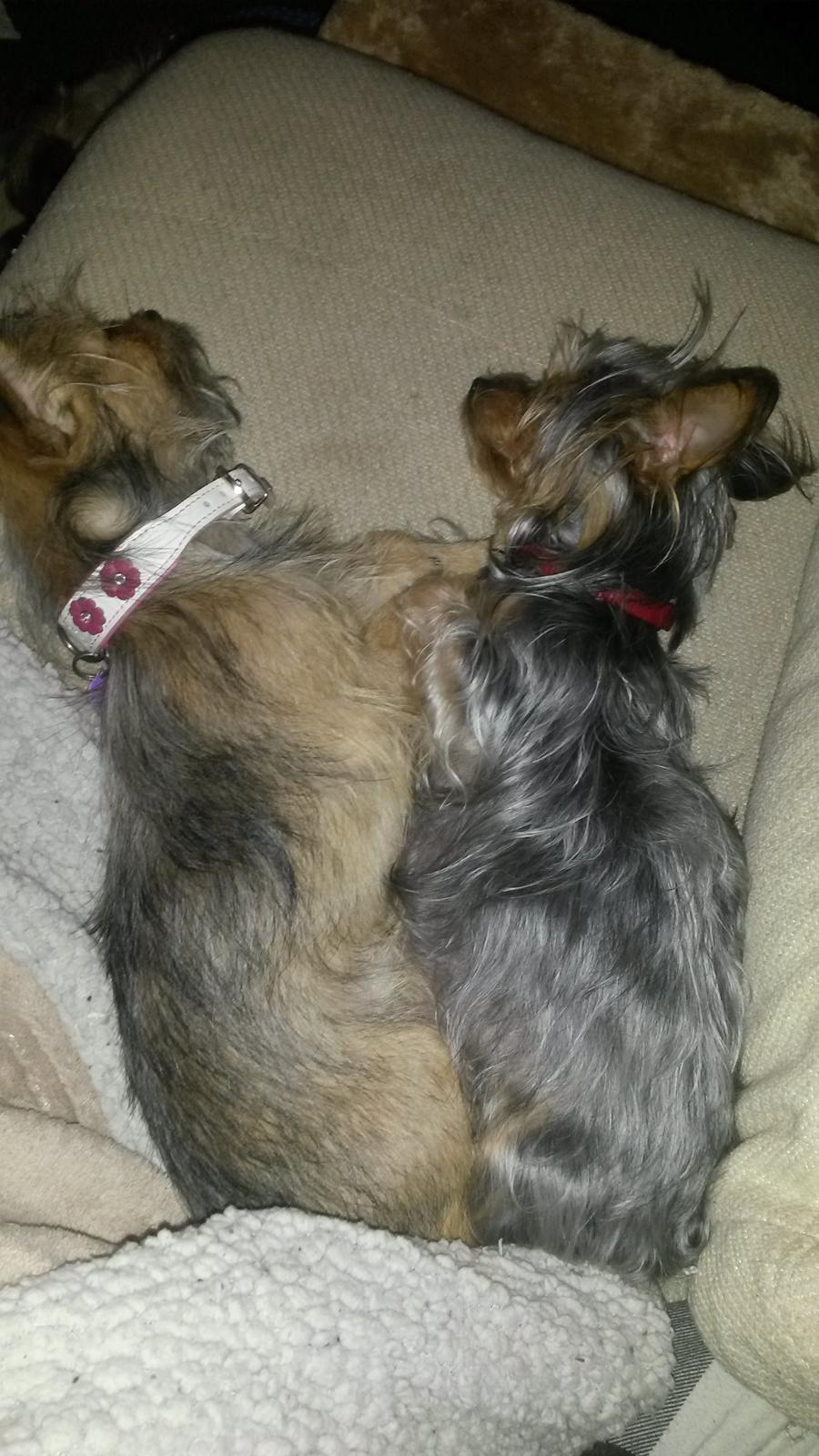 Blanding af racer Casey RIP billede 39