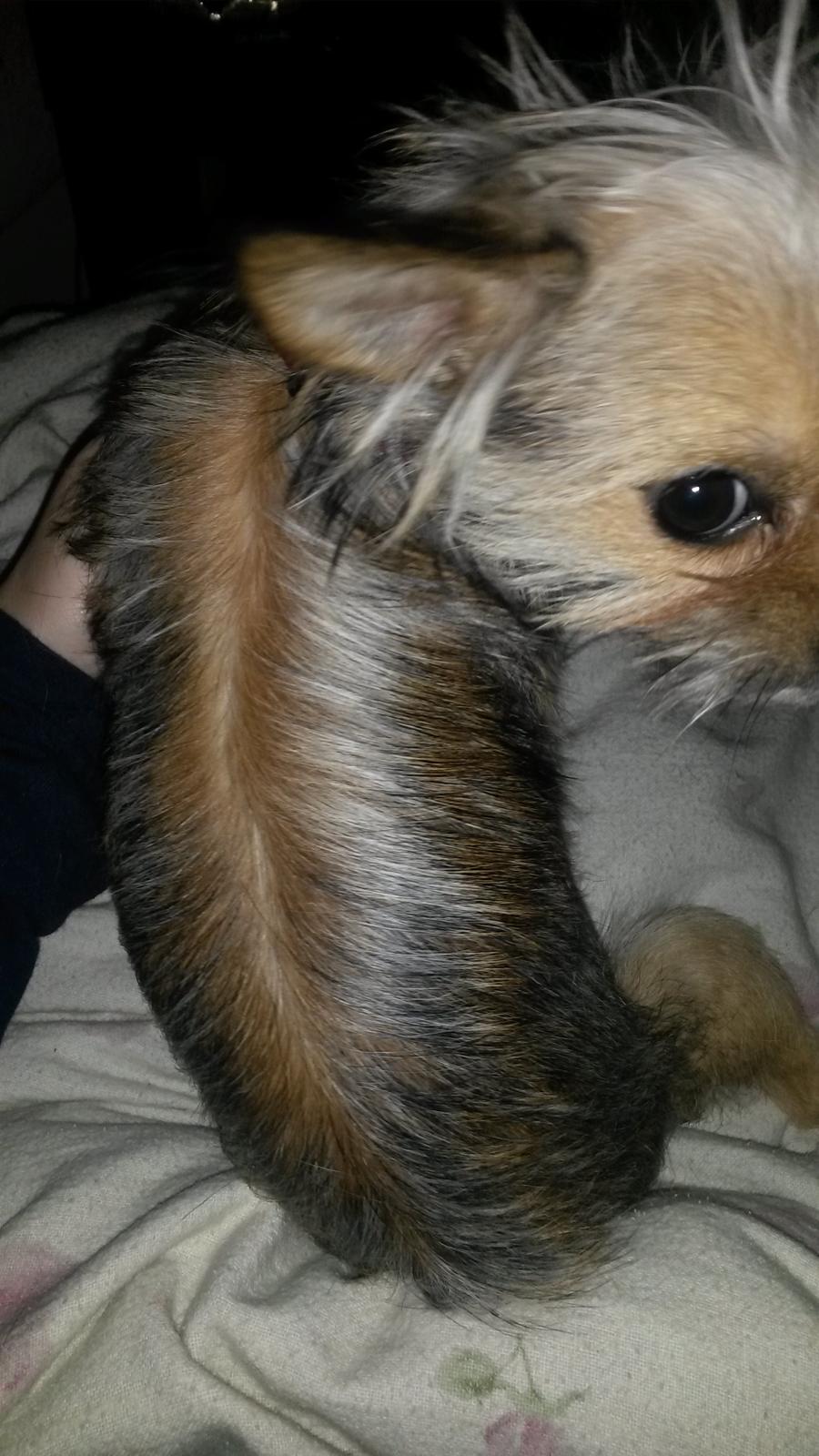 Blanding af racer Casey RIP billede 40