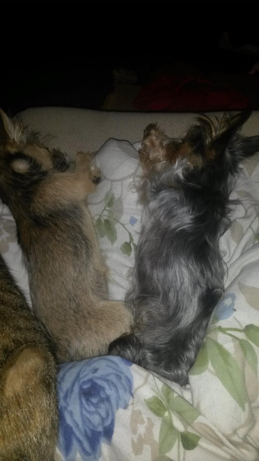 Blanding af racer Casey RIP billede 38