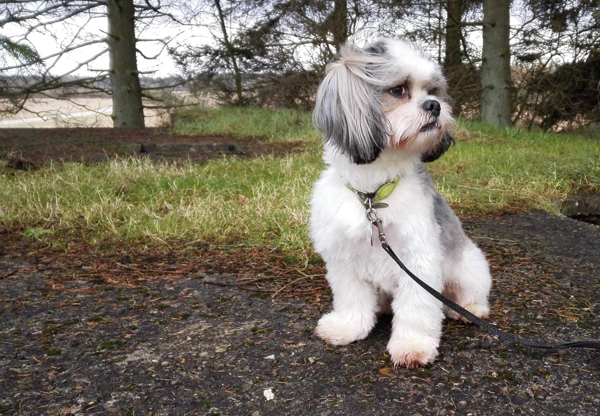 Lhasa apso Tucker billede 8