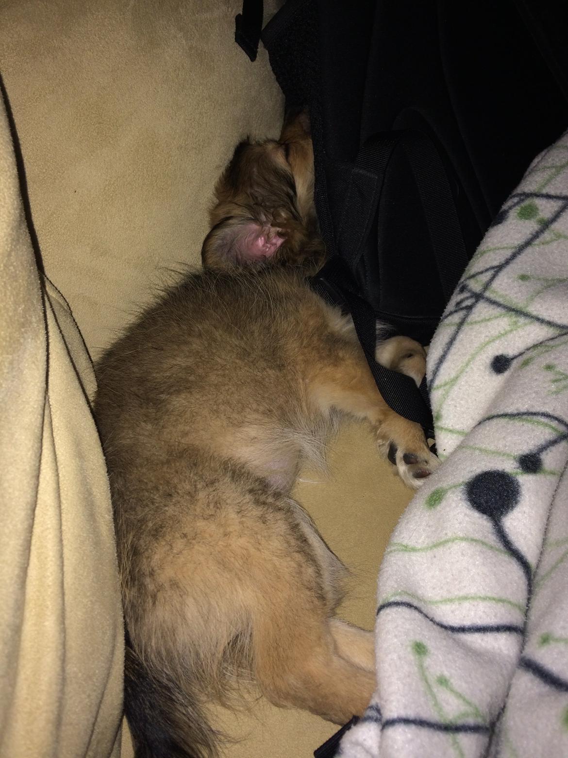 Blanding af racer Aya - som den lille dame kan sove :) billede 7