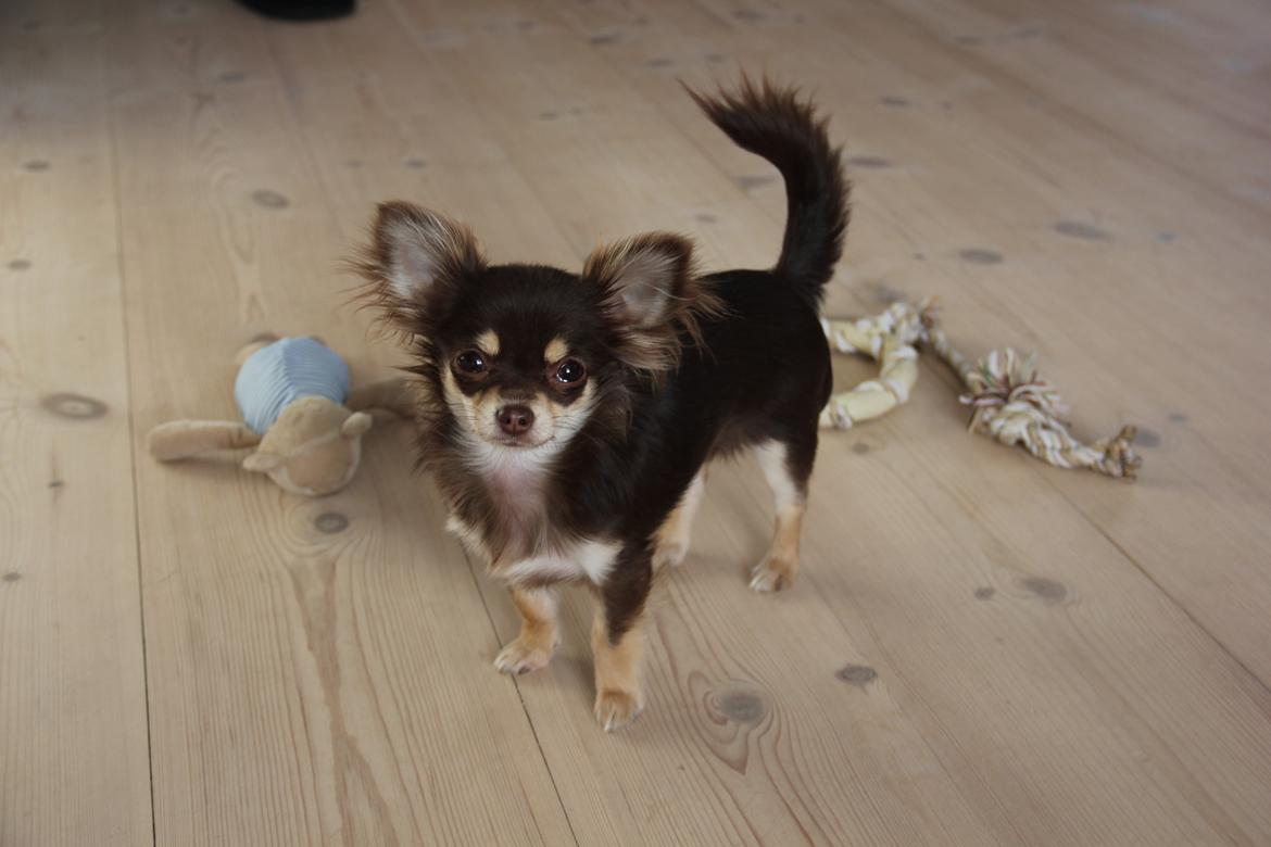 Chihuahua Manzana's Last Star of Selena billede 7