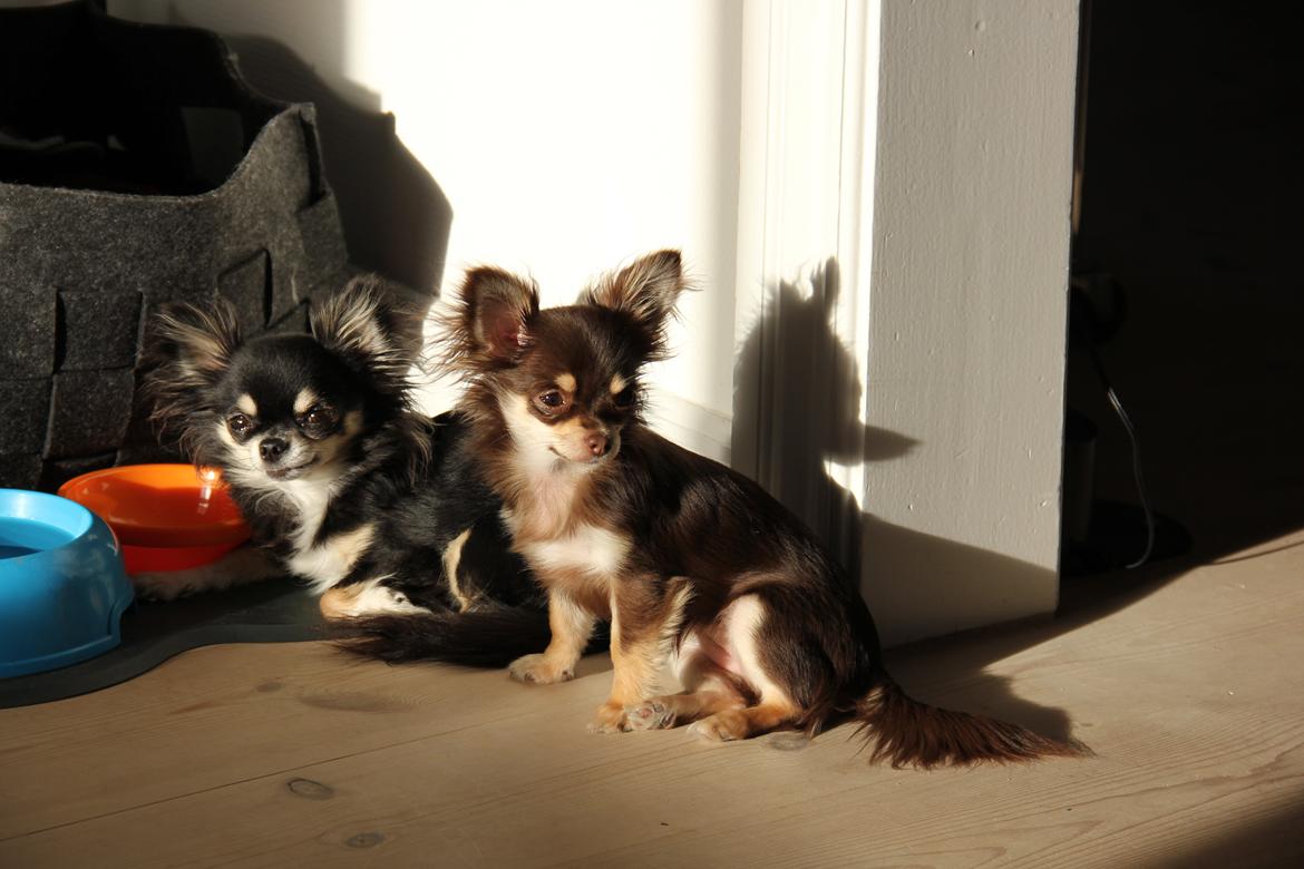 Chihuahua Manzana's Last Star of Selena billede 8