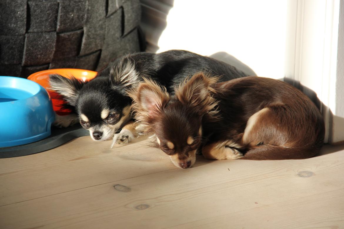 Chihuahua Manzana's Last Star of Selena billede 10