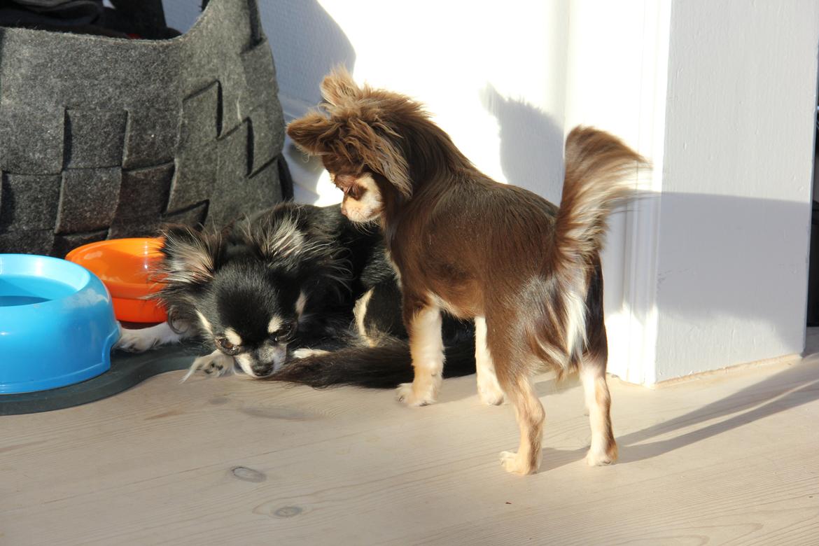 Chihuahua Manzana's Last Star of Selena billede 9