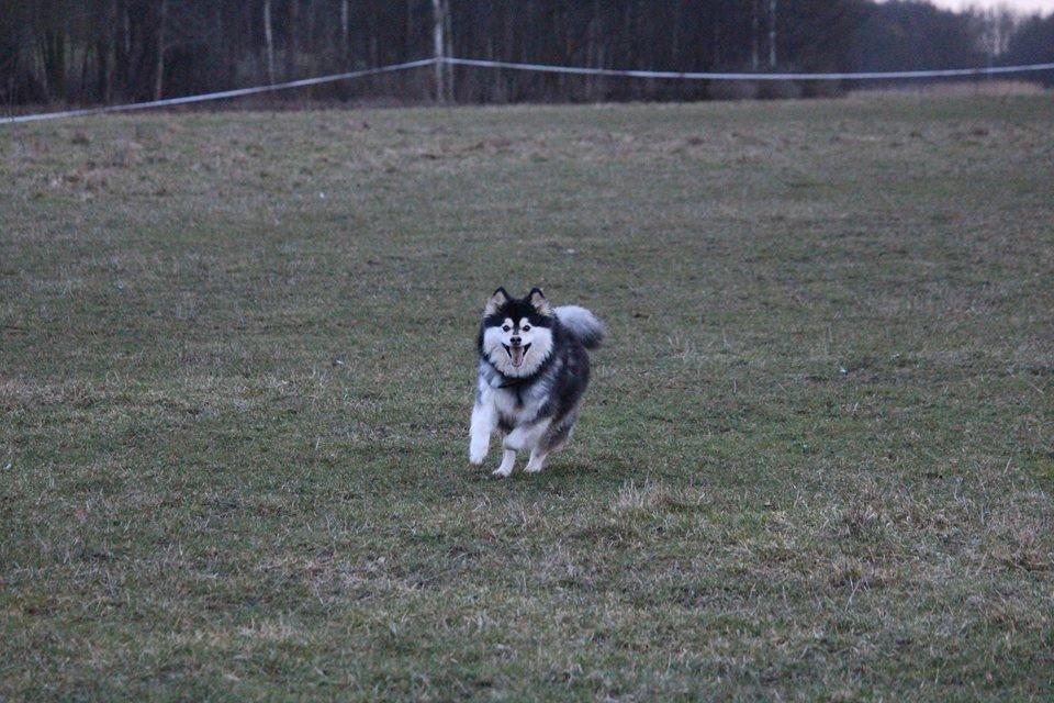 Finsk lapphund gottorps Ussi (kaldt: Bertha) billede 26