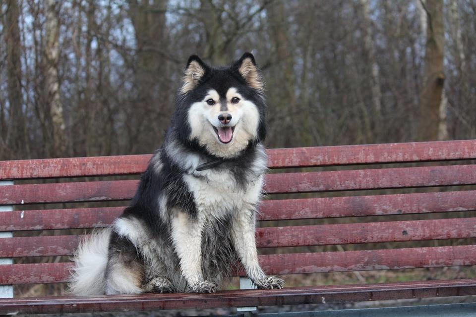 Finsk lapphund gottorps Ussi (kaldt: Bertha) billede 2