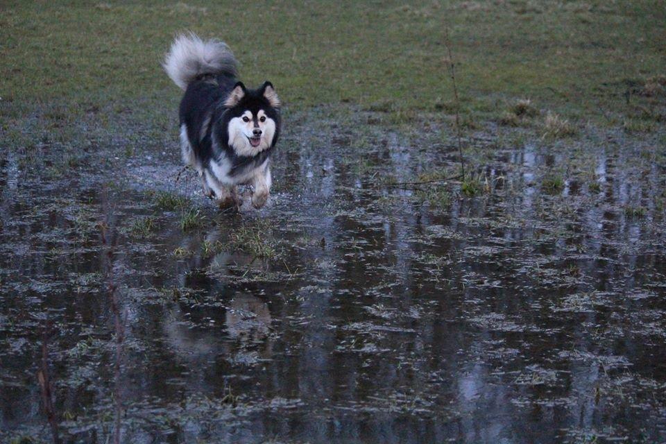 Finsk lapphund gottorps Ussi (kaldt: Bertha) billede 12