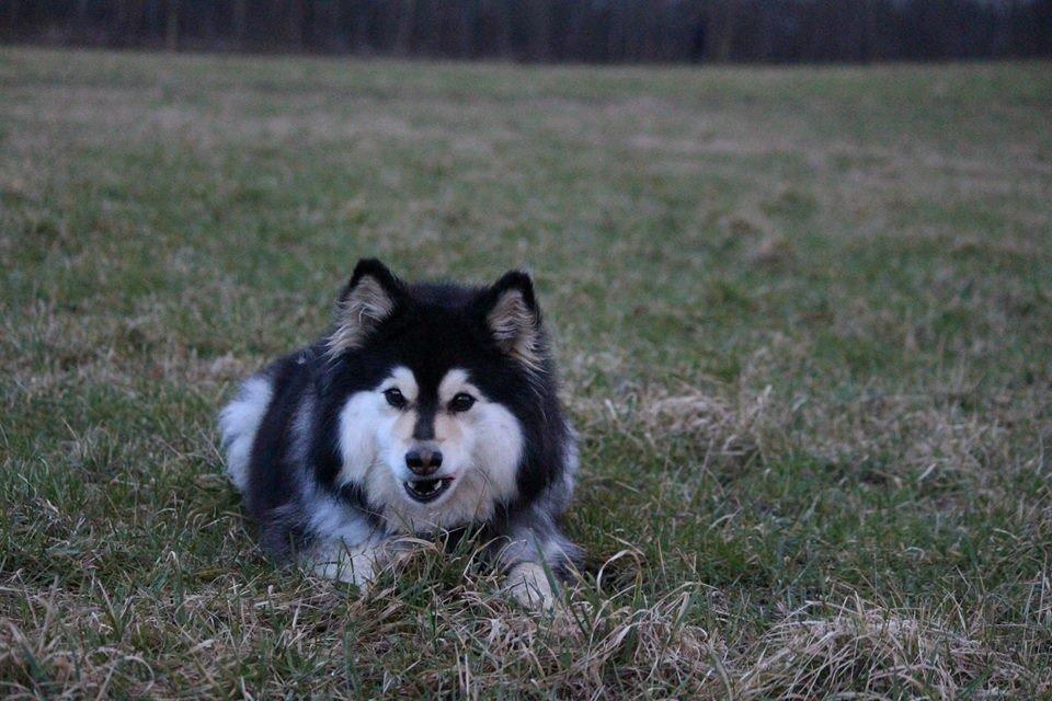 Finsk lapphund gottorps Ussi (kaldt: Bertha) billede 13