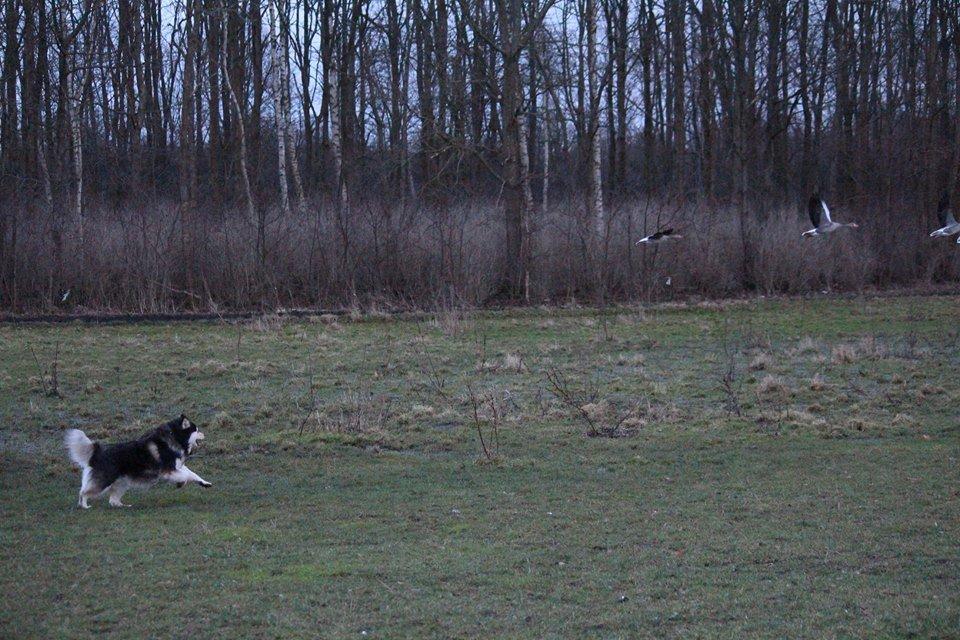 Finsk lapphund gottorps Ussi (kaldt: Bertha) billede 16