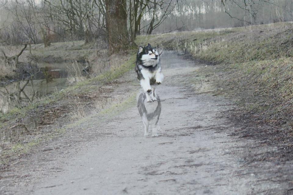 Finsk lapphund gottorps Ussi (kaldt: Bertha) billede 22