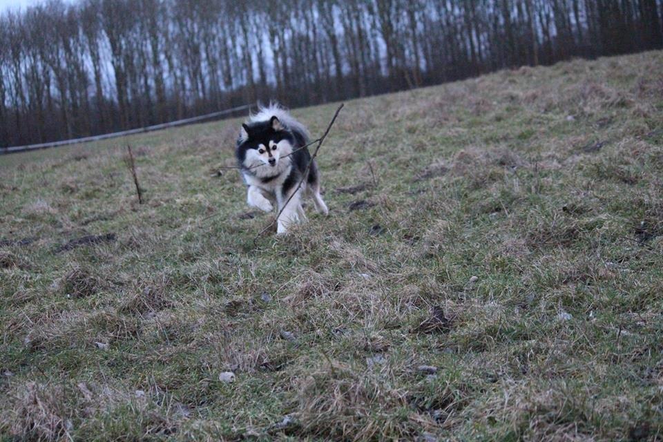 Finsk lapphund gottorps Ussi (kaldt: Bertha) billede 18
