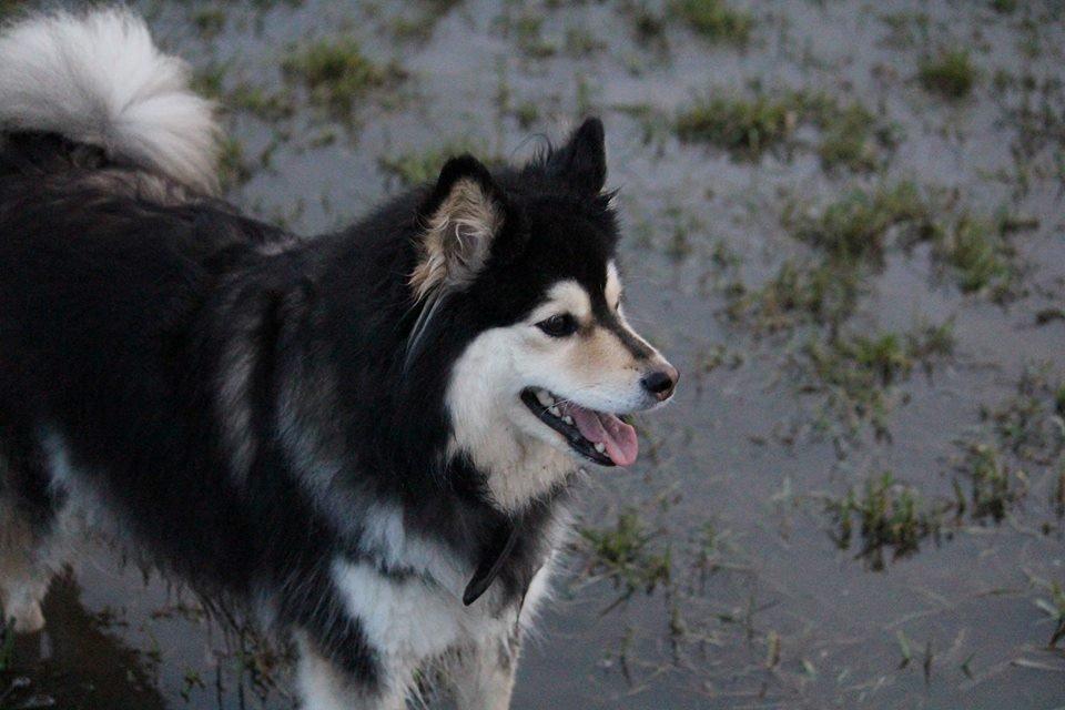 Finsk lapphund gottorps Ussi (kaldt: Bertha) billede 20