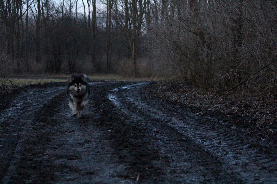 Finsk lapphund gottorps Ussi (kaldt: Bertha) billede 17