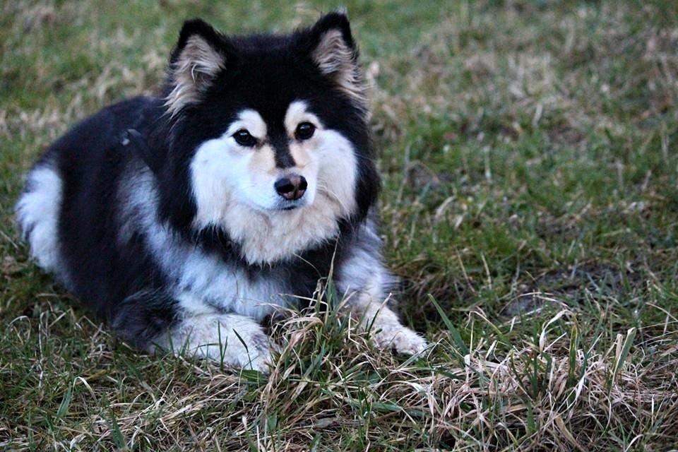 Finsk lapphund gottorps Ussi (kaldt: Bertha) billede 7