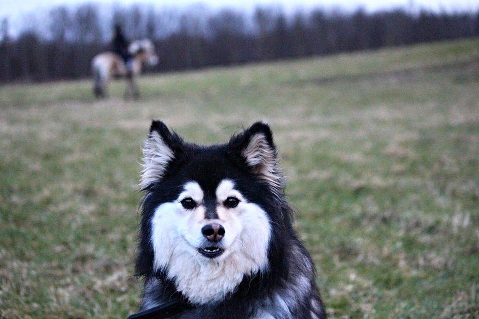 Finsk lapphund gottorps Ussi (kaldt: Bertha) billede 9