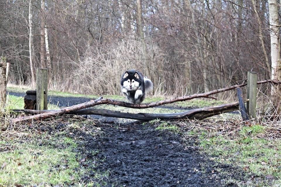 Finsk lapphund gottorps Ussi (kaldt: Bertha) billede 10
