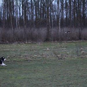Finsk lapphund gottorps Ussi (kaldt: Bertha) billede 46