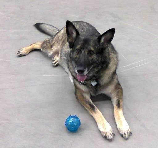 Schæferhund Ulveskovens Ofelia. (Laika). billede 20