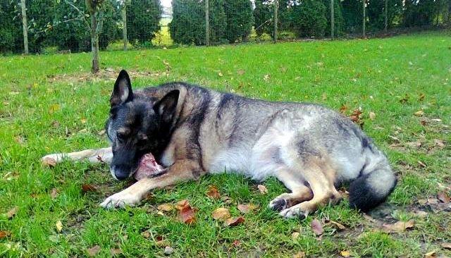 Schæferhund Ulveskovens Ofelia. (Laika). billede 1