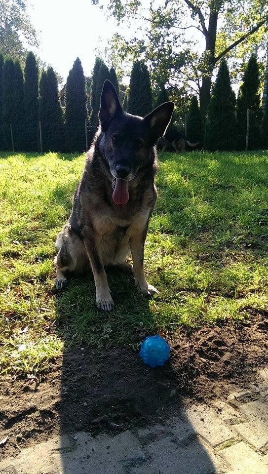 Schæferhund Ulveskovens Ofelia. (Laika). billede 9
