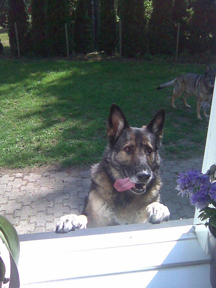 Schæferhund Ulveskovens Ofelia. (Laika). billede 15