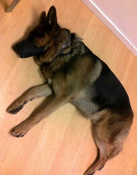 Schæferhund Kisas Wodin. (Woody). billede 6