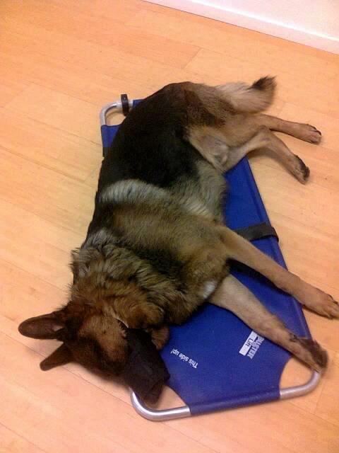 Schæferhund Kisas Wodin. (Woody). billede 7