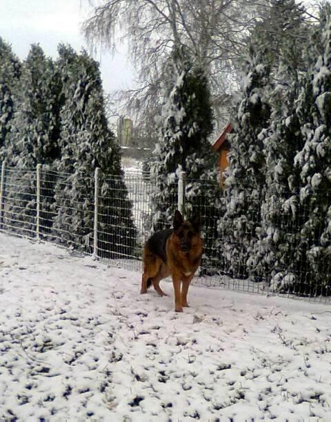 Schæferhund Kisas Wodin. (Woody). billede 9